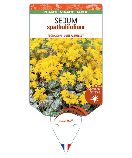 SEDUM SPATHULIFOLIUM