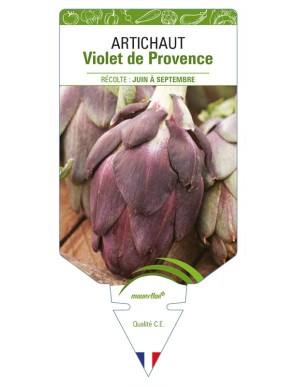 Artichaut Violet de Provence