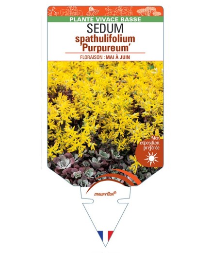 SEDUM spathulifolium Purpureum