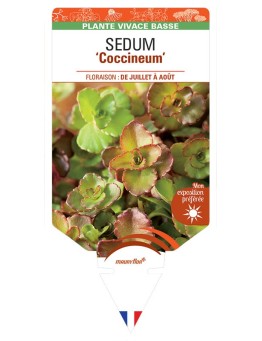 SEDUM Spurium Coccineum