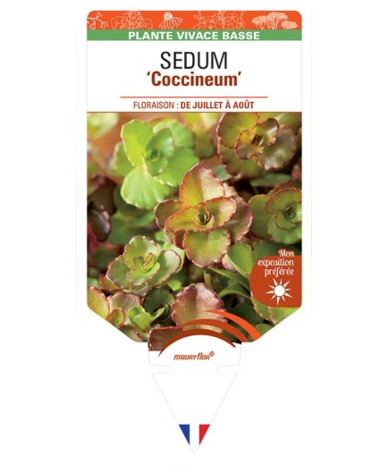 SEDUM Spurium Coccineum