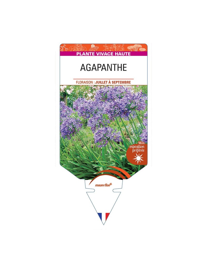 AGAPANTHUS africanus voir AGAPANTHE (bleue)