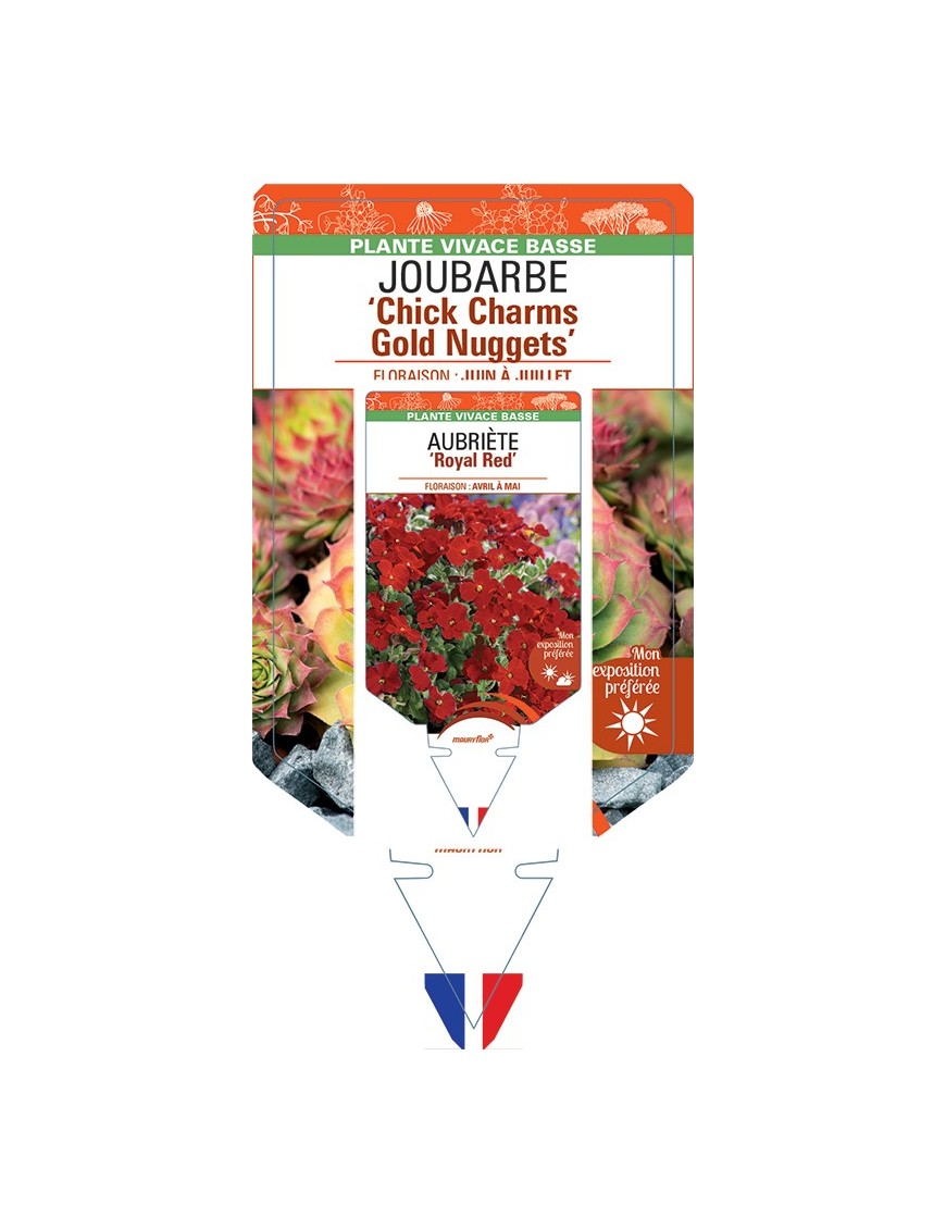 SEMPERVIVUM Chick Charms Gold Nuggets voir Joubarbe