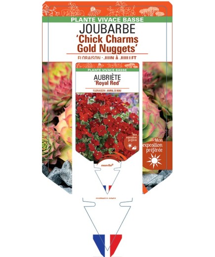 SEMPERVIVUM Chick Charms Gold Nuggets voir Joubarbe