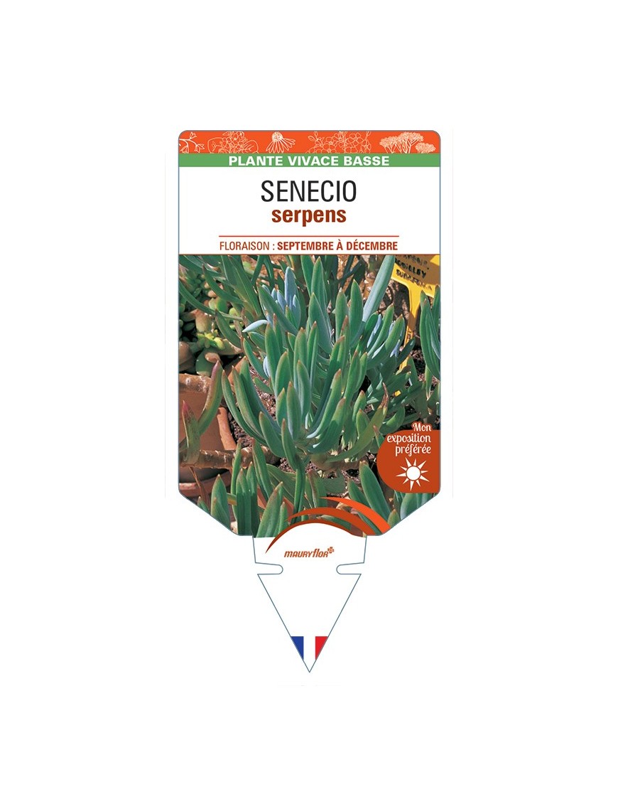 SENECIO serpens