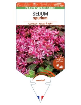 SEDUM (spurium) Orpin bâtard (rouge)