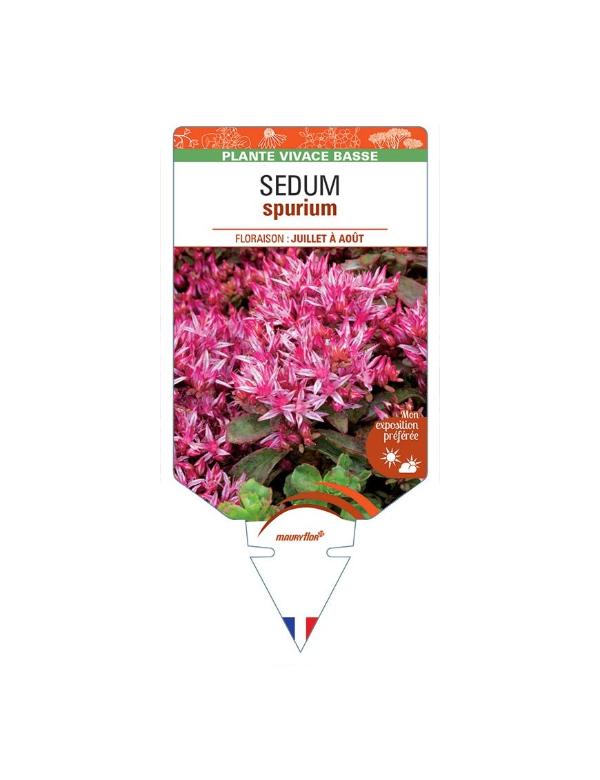 SEDUM (spurium) Orpin bâtard (rouge)