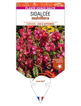 SIDALCEA MALVIFLORA (rouge)