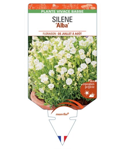 SILENE (maritima) Alba