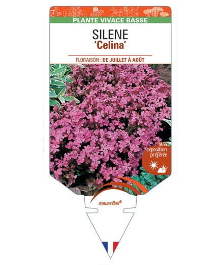 SILENE (pendula) Celina