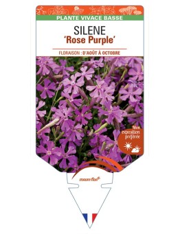 SILENE (schafta) Rose Purple