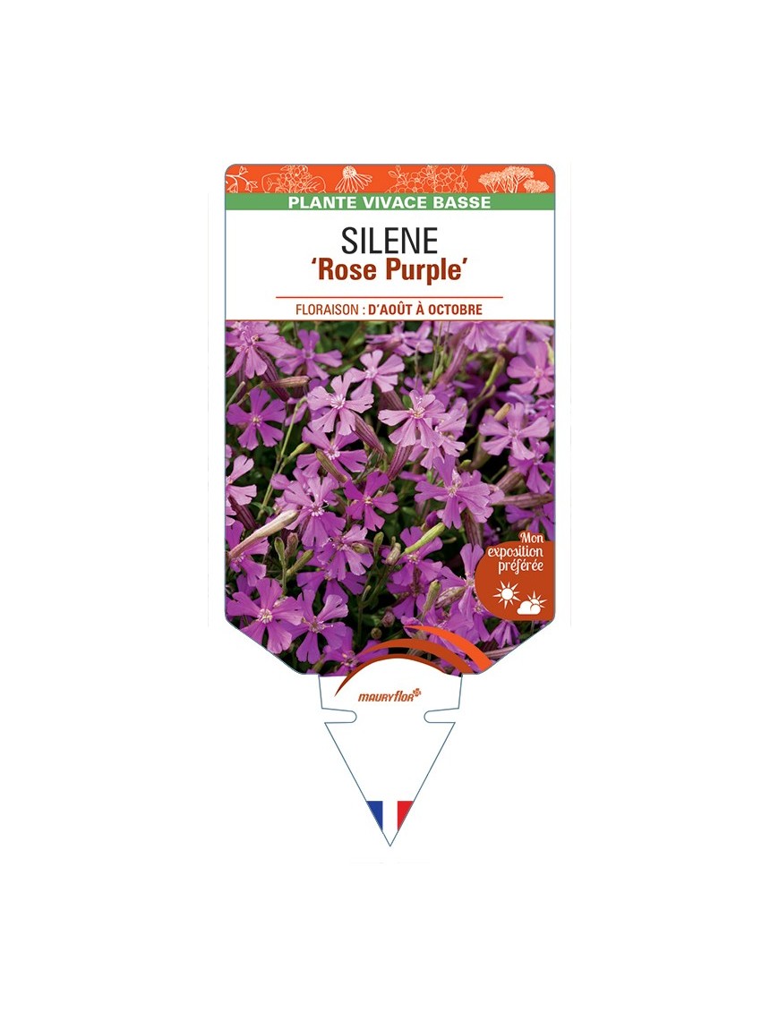 SILENE (schafta) Rose Purple