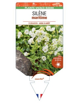 SILENE maritima