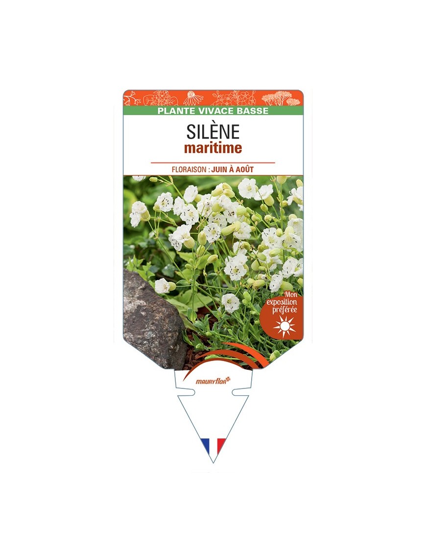 SILENE maritima