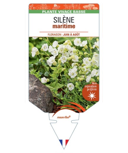 SILENE maritima