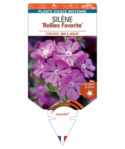 SILENE Rollies Favorite