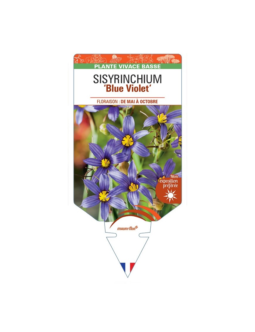SISYRINCHIUM (bellum) Blue Violet