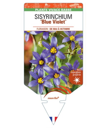 SISYRINCHIUM (bellum) Blue Violet