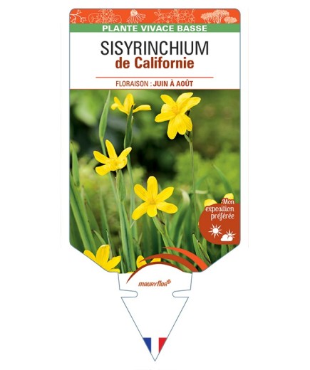 SISYRINCHIUM (californicum) de Californie (jaune)