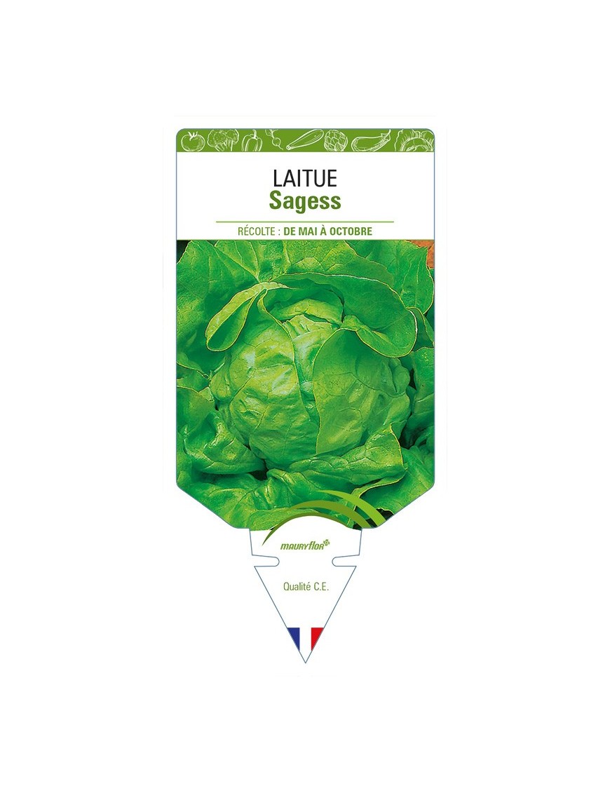 Laitue Sagess