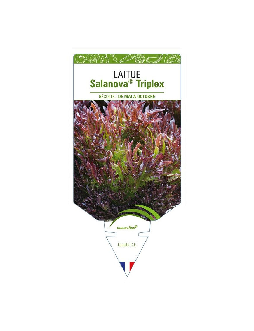 Laitue Salanova® Triplex