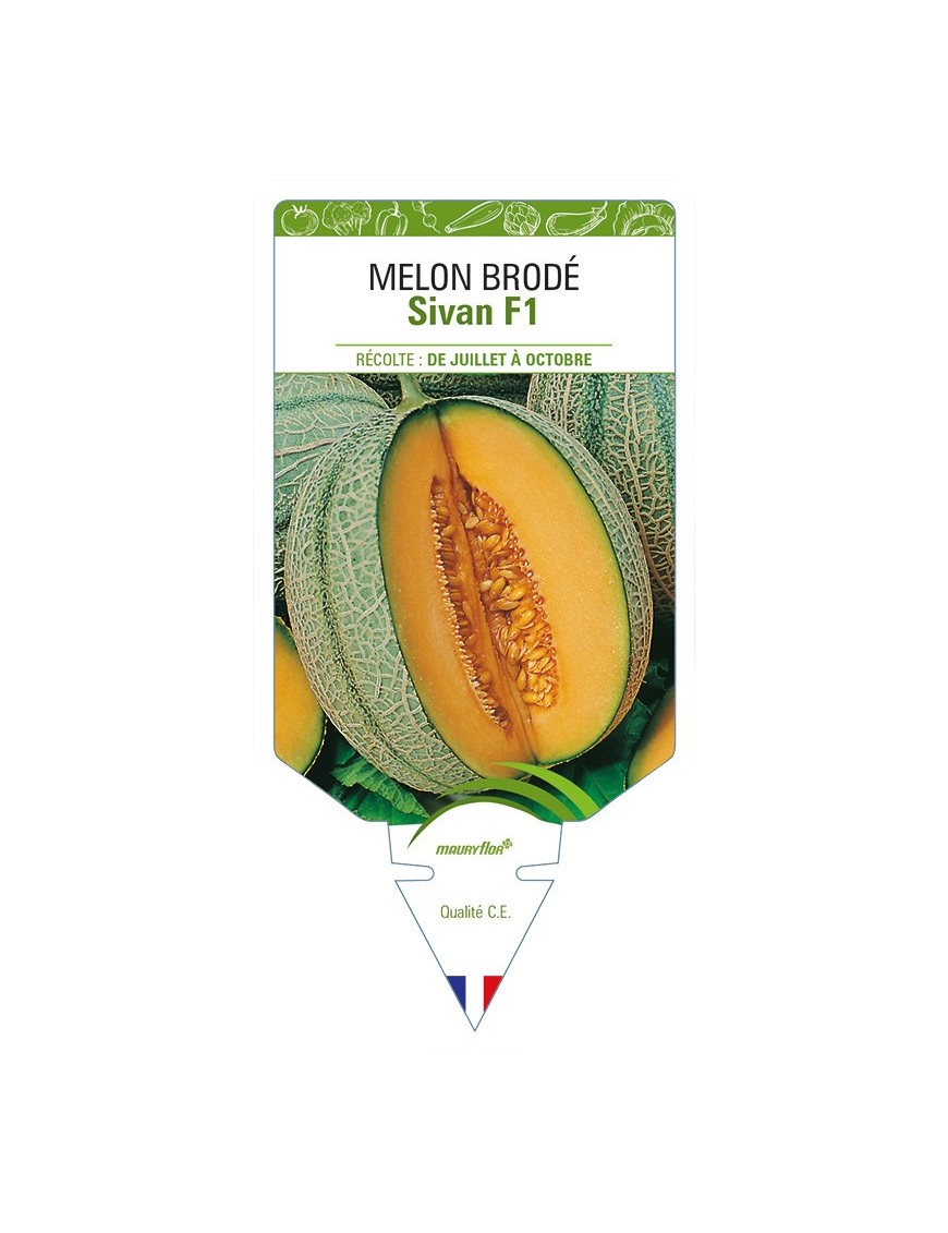 Melon brodé Sivan F1