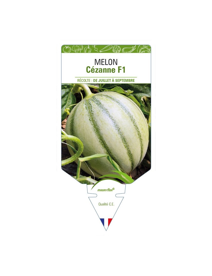Melon Cézanne F1