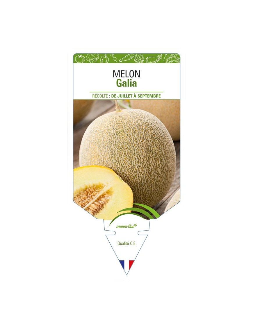 Melon Galia