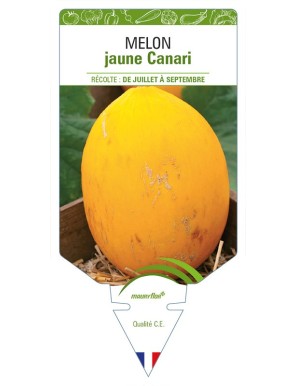 Melon jaune Canari