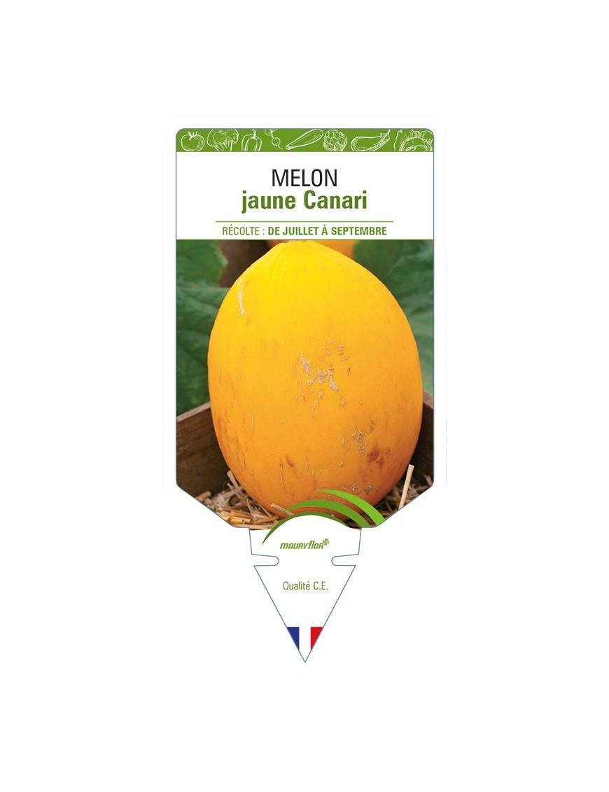 Melon jaune Canari