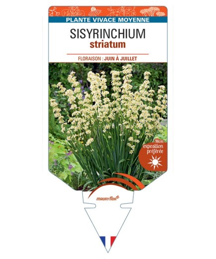 SISYRINCHIUM STRIATUM (blanc)