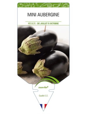 Mini Aubergine