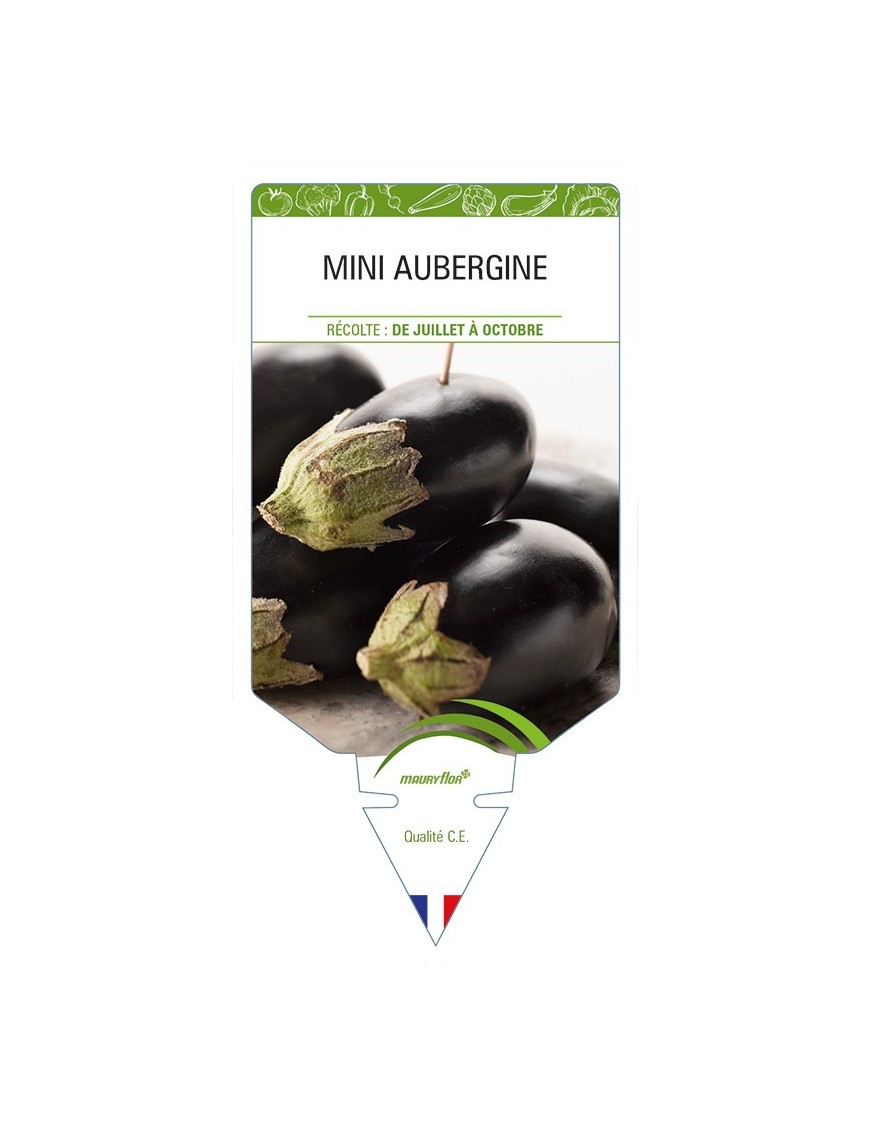 Mini Aubergine