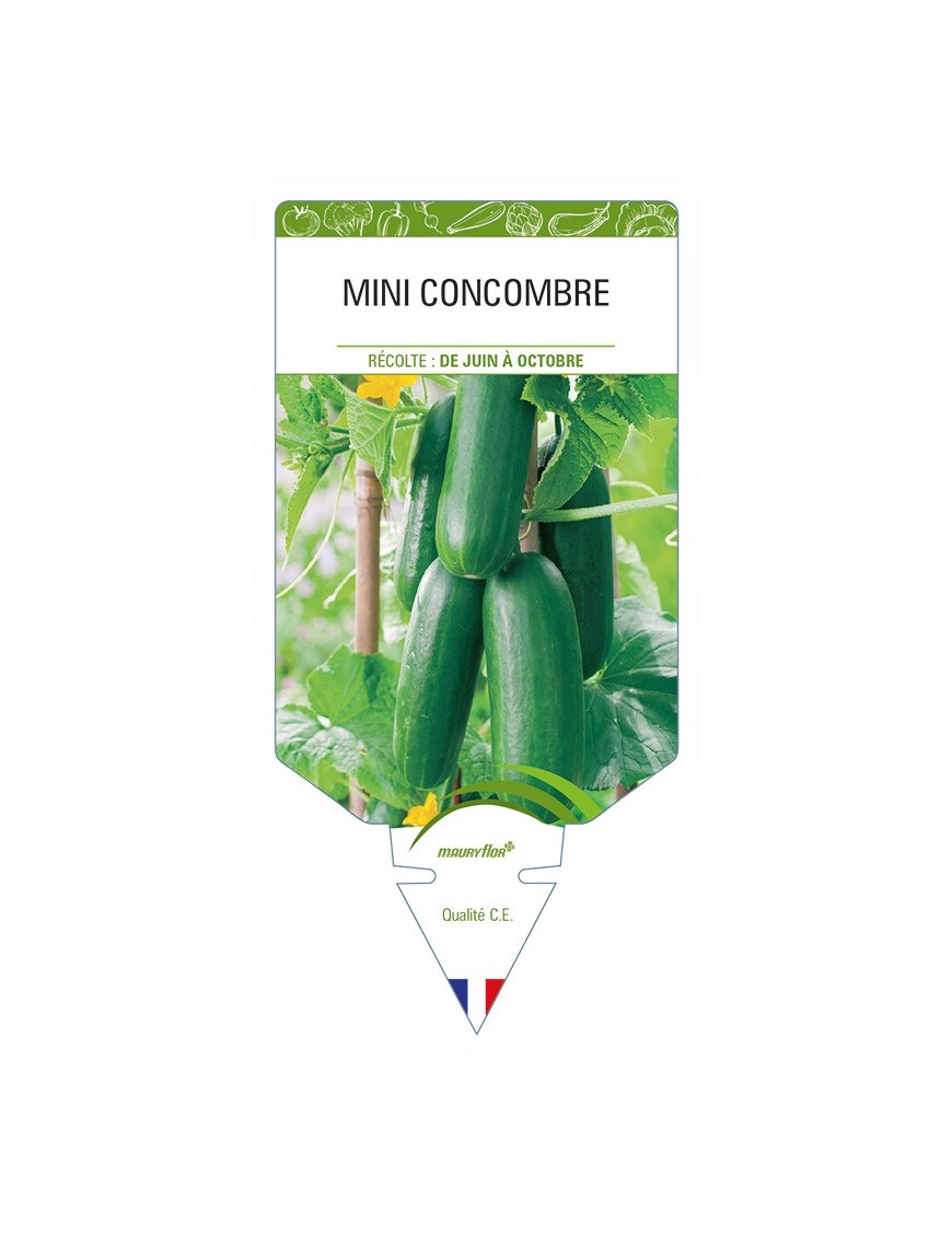 Mini Concombre