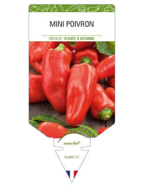 Mini Poivron