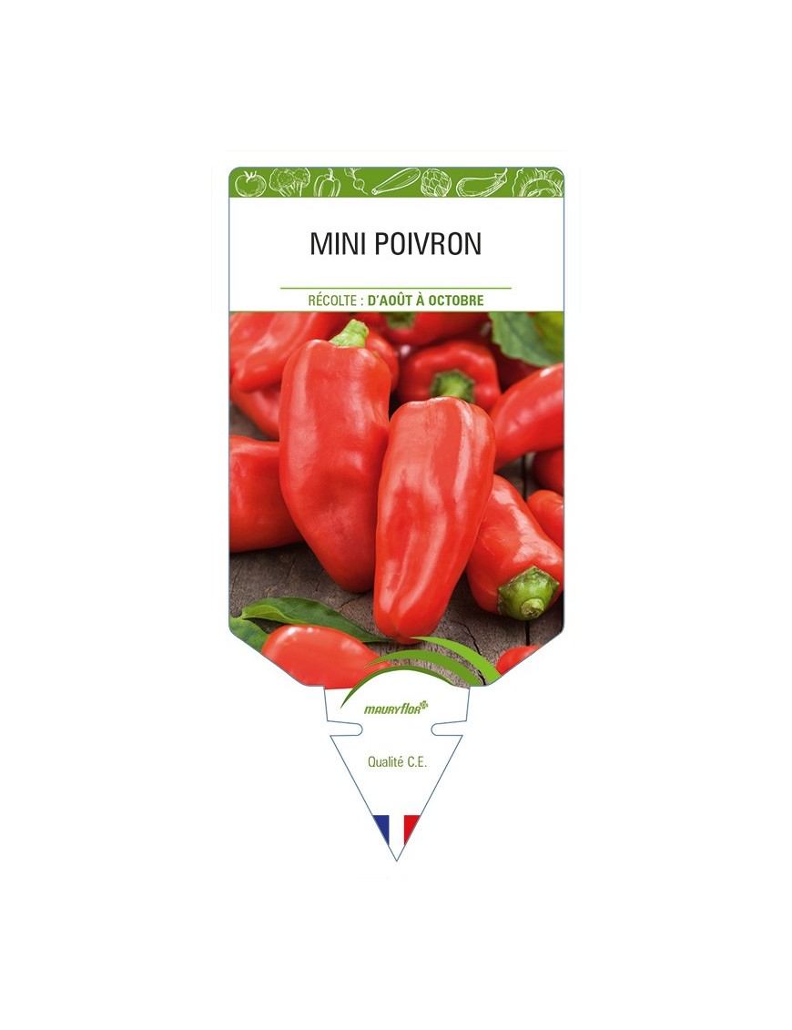 Mini Poivron