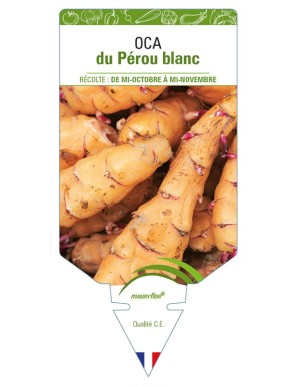 Oca du Pérou blanc