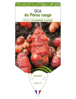 Oca du Pérou rouge