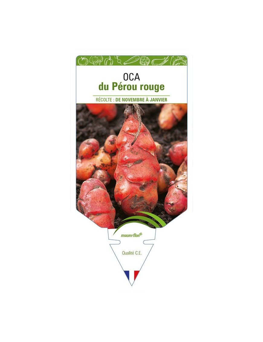 Oca du Pérou rouge
