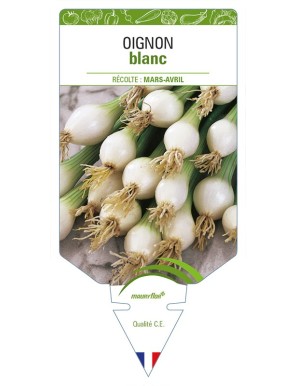 Oignon BLANC