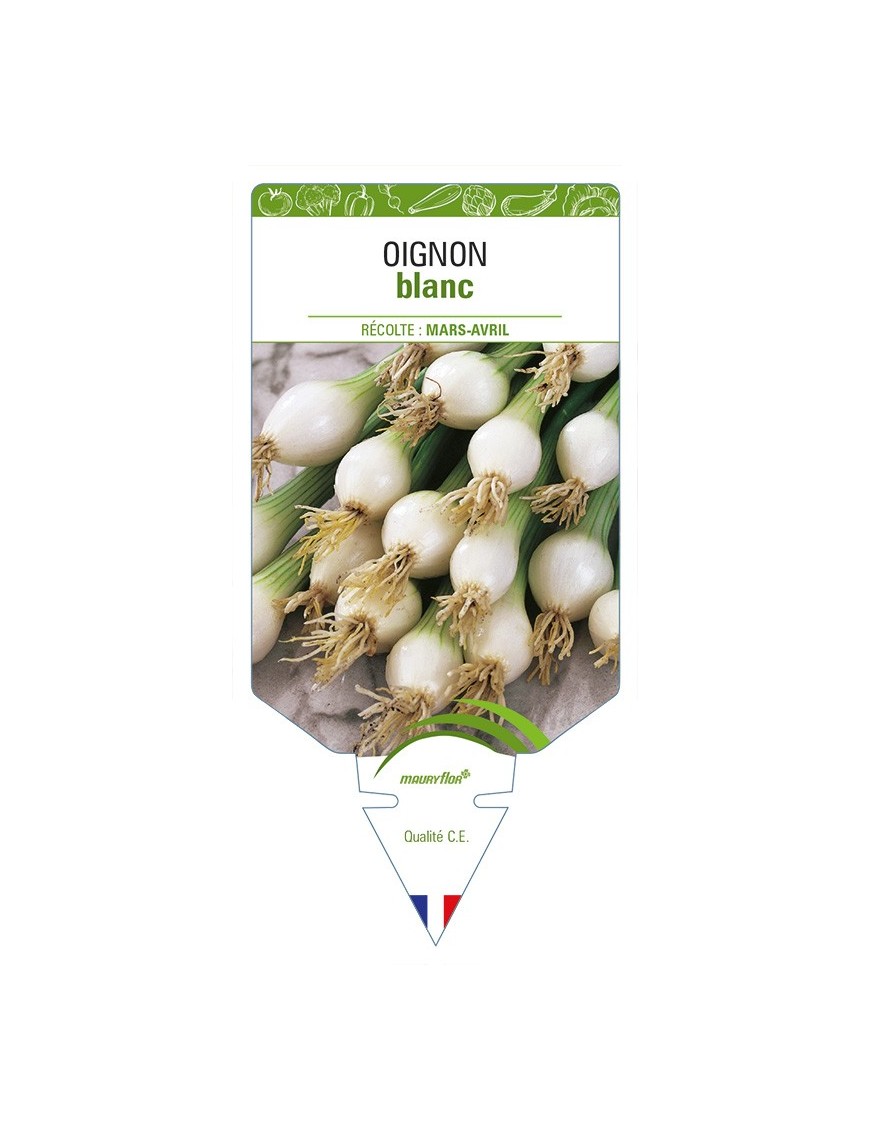 Oignon BLANC
