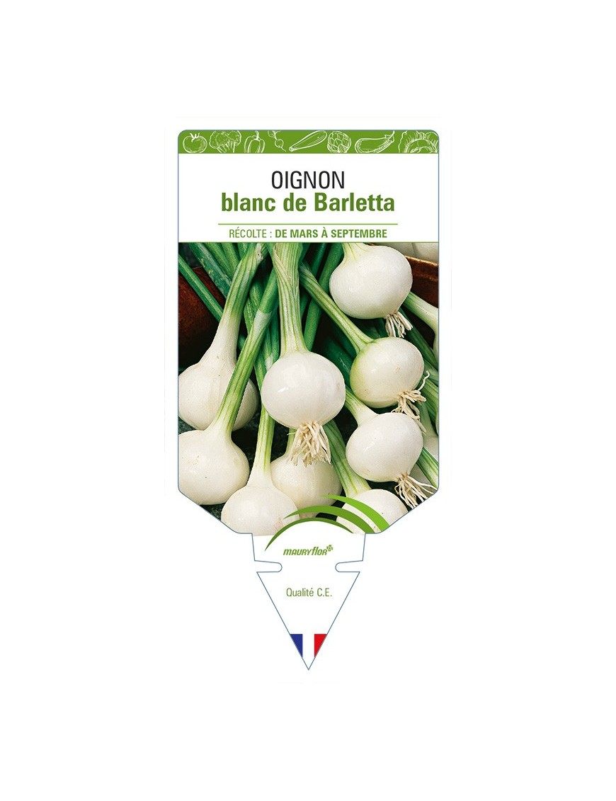 Oignon blanc de Barletta