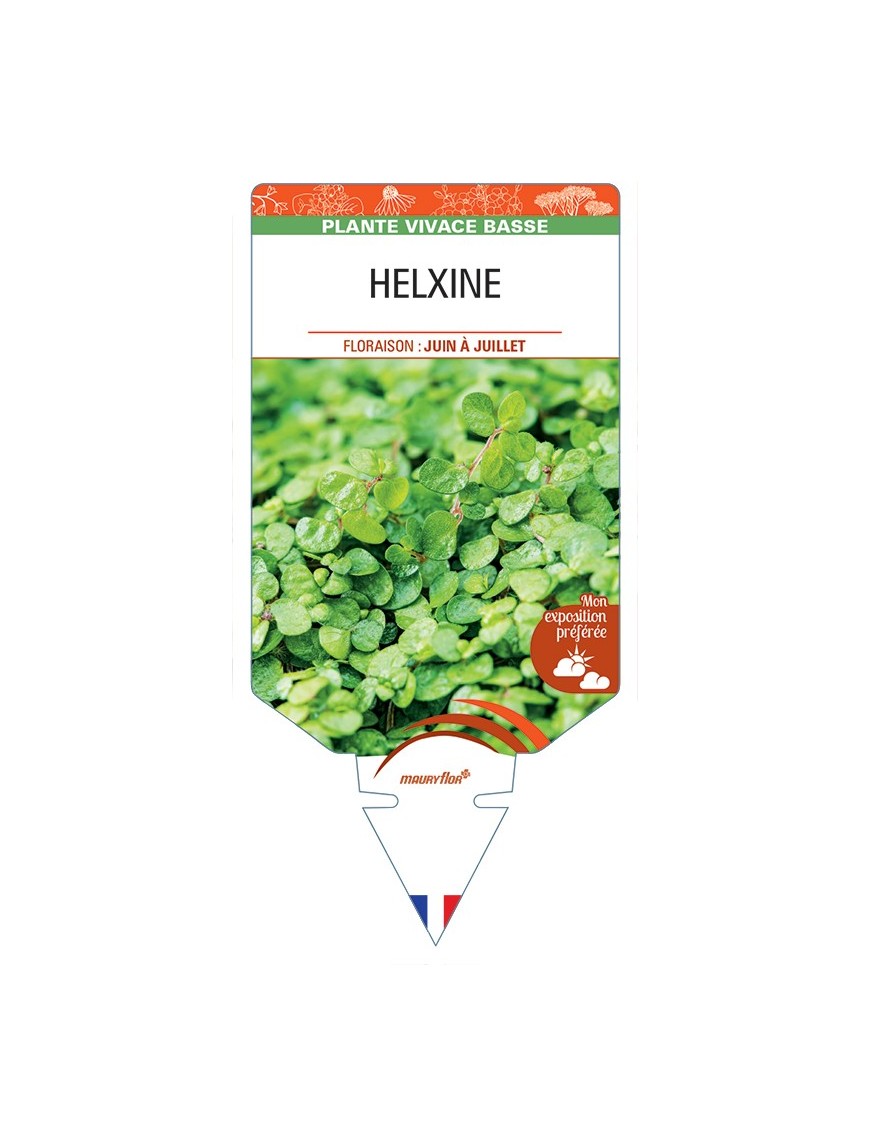 SOLEIROLIA soleirolii voir HELXINE