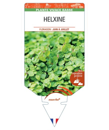 SOLEIROLIA soleirolii voir HELXINE