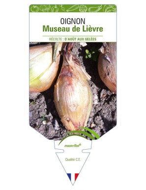 Oignon Museau de Lièvre