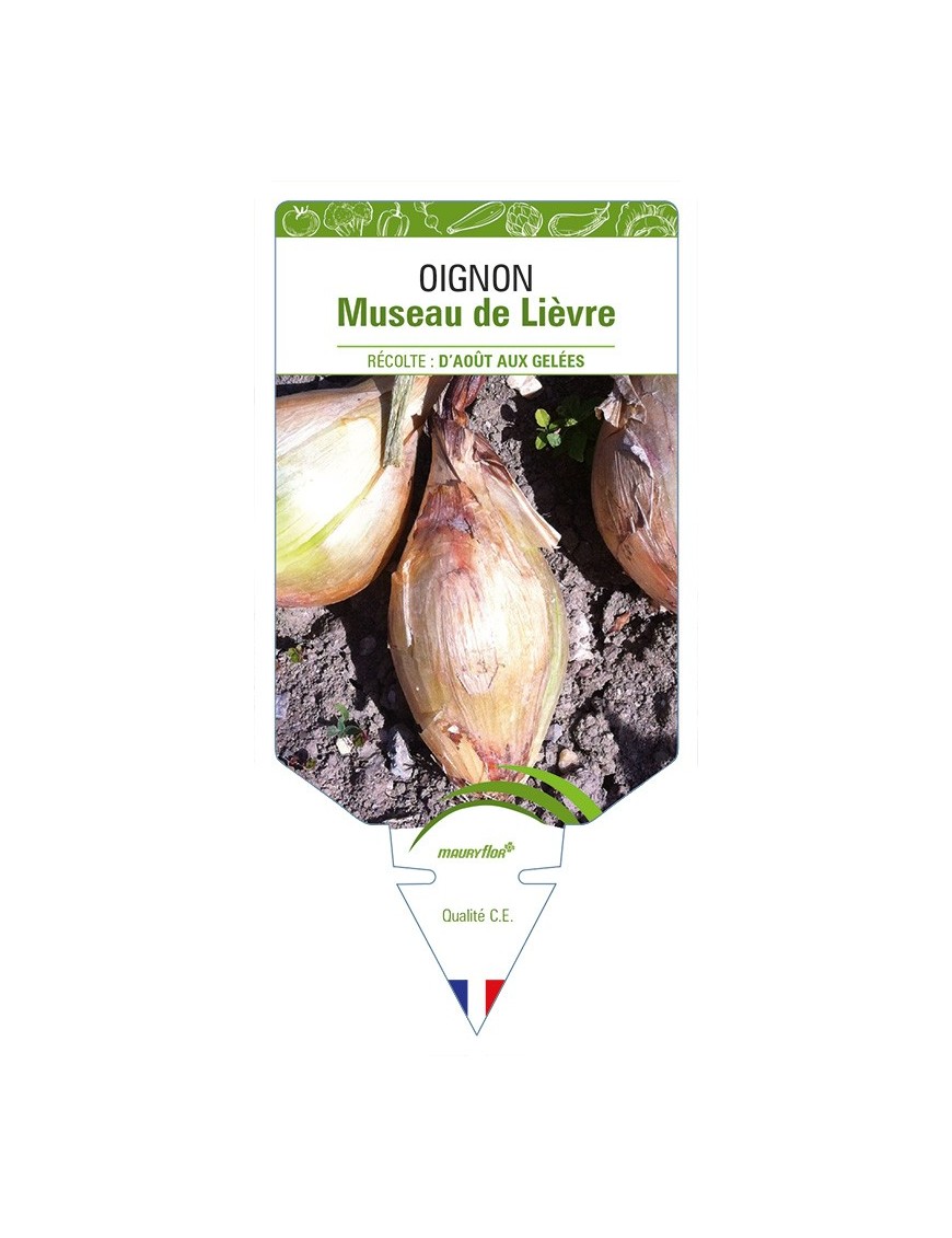 Oignon Museau de Lièvre