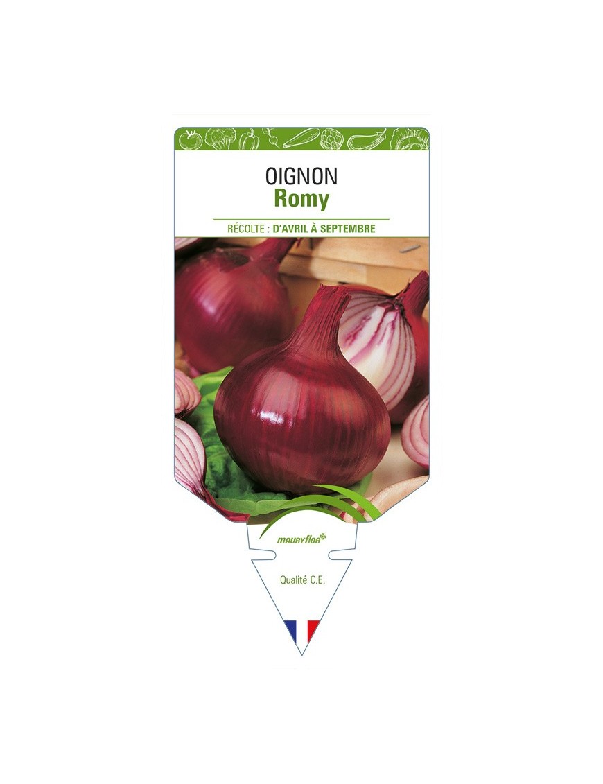 Oignon Romy