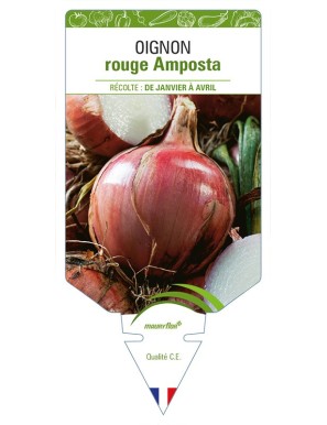 Oignon rouge Amposta