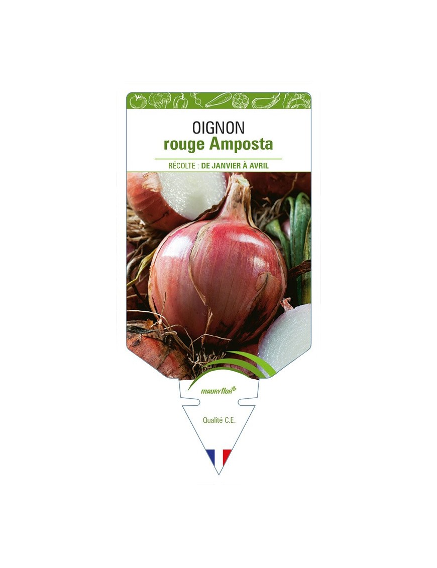 Oignon rouge Amposta