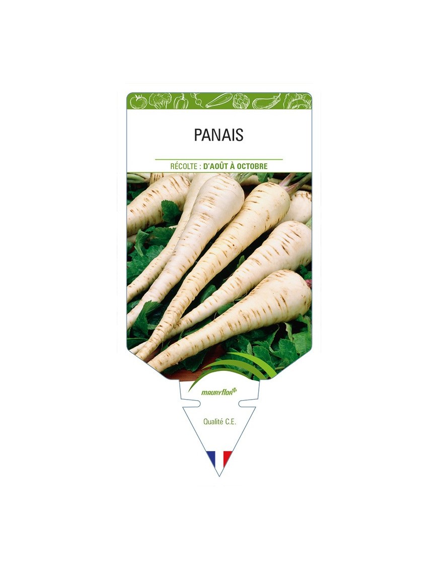 Panais